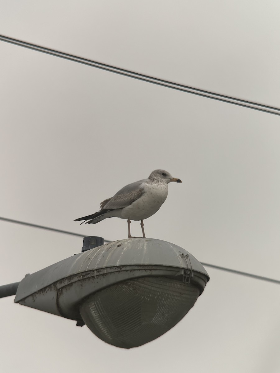 Ring-billed Gull - ML618056194