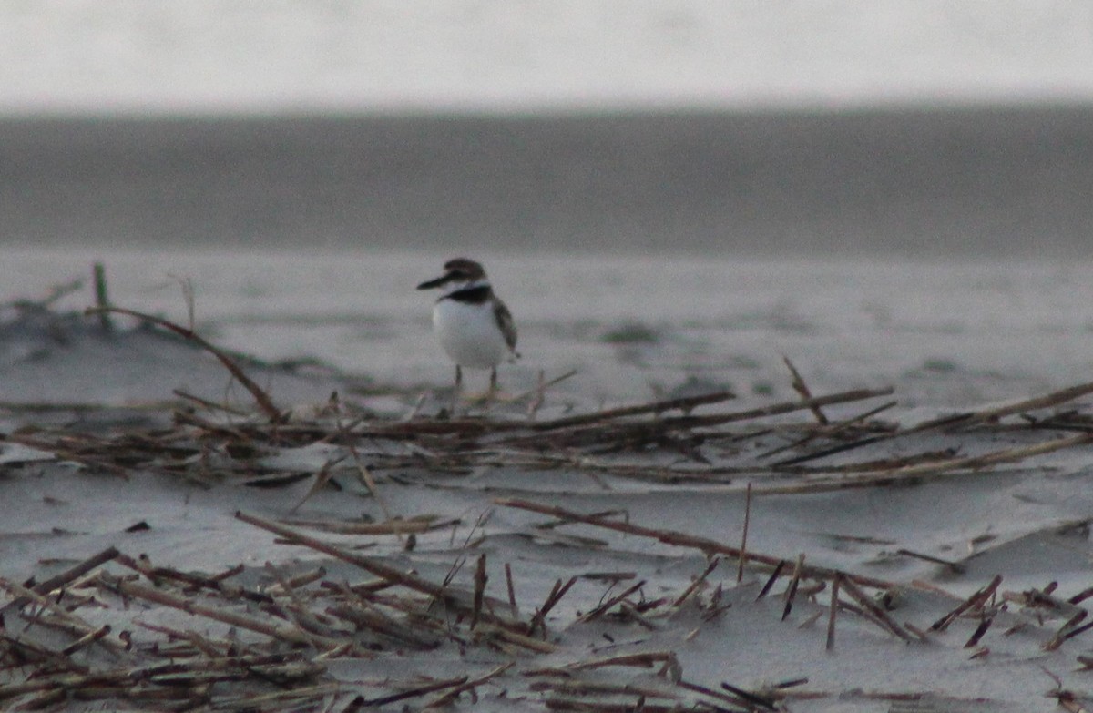 Wilson's Plover - ML618056233