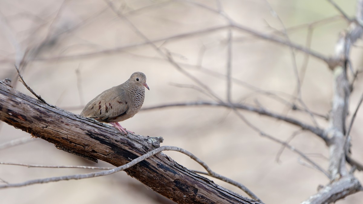 Common Ground Dove - Pepe Castiblanco