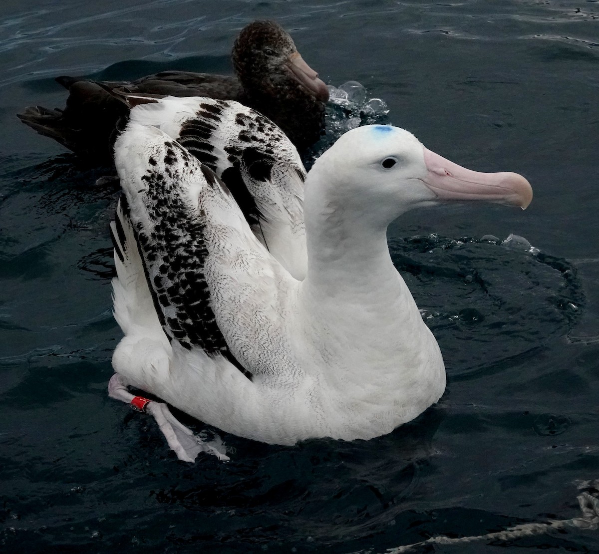 Antipodean Albatross (New Zealand) - ML618056244