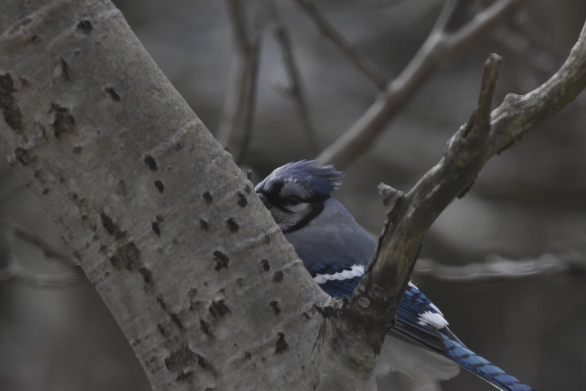 Blue Jay - Jennifer Halter