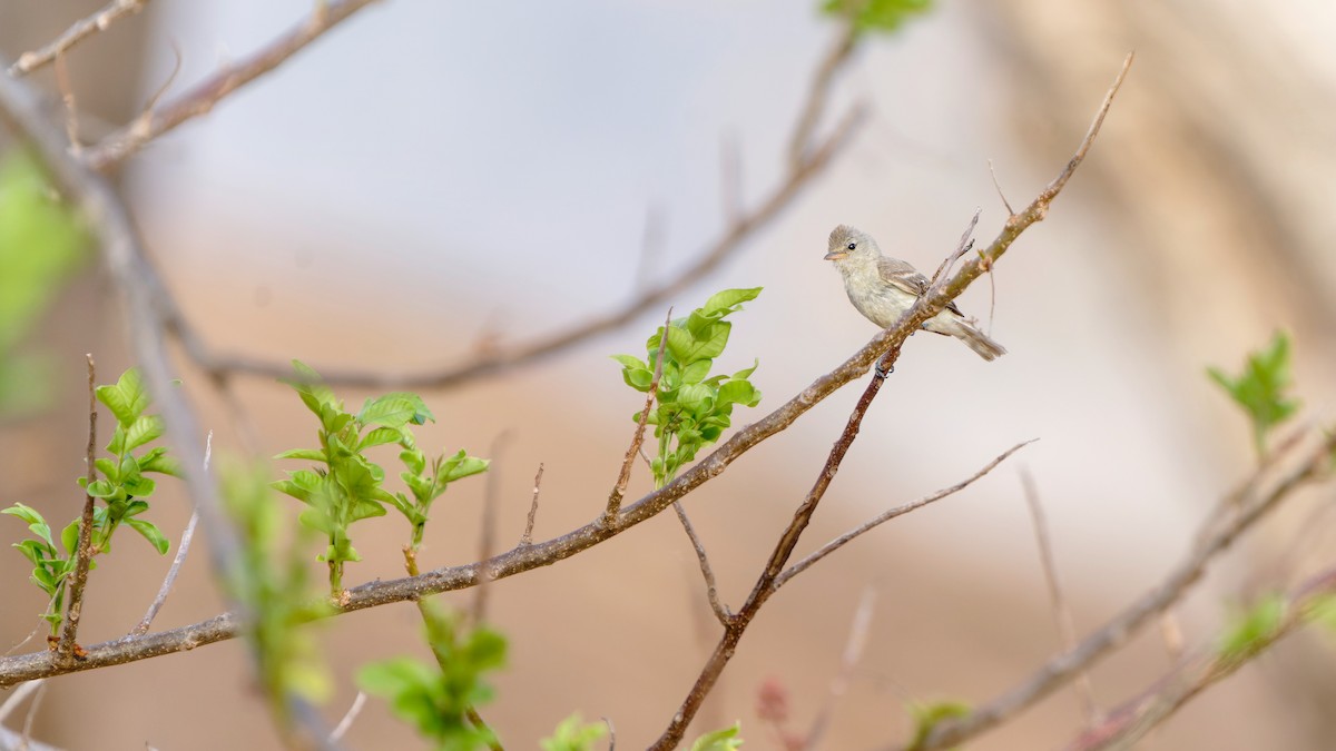 Northern Beardless-Tyrannulet - Pepe Castiblanco