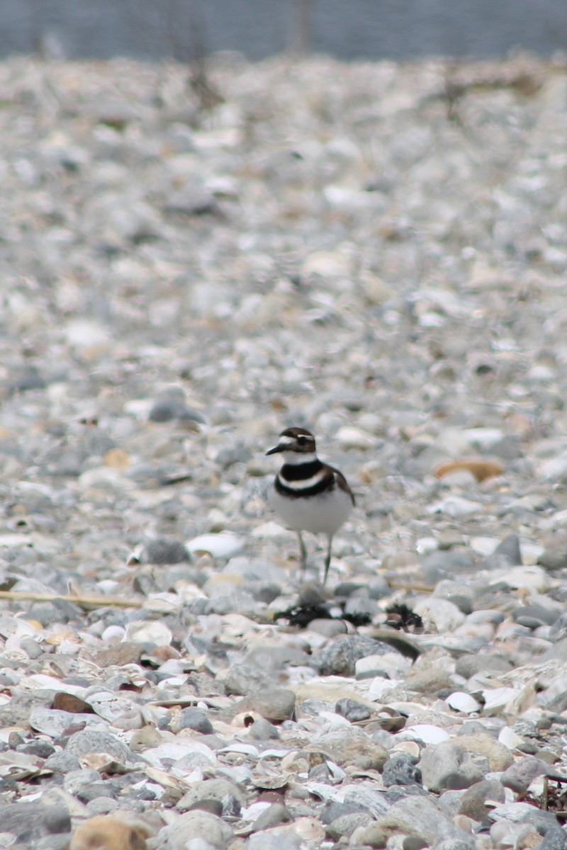 Killdeer - Ian Wojcik