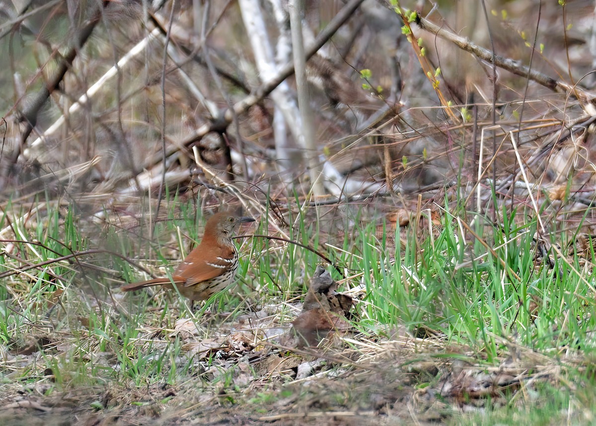 Brown Thrasher - Sylvain Lapointe