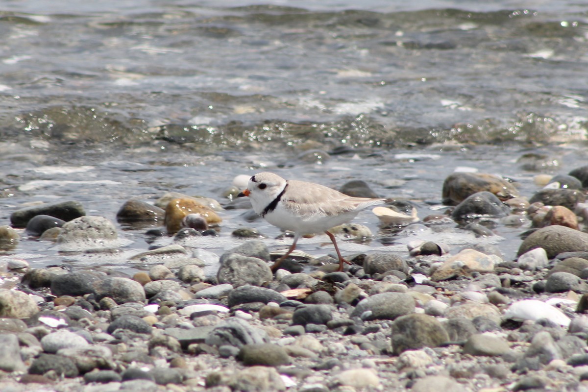 Piping Plover - ML618056281