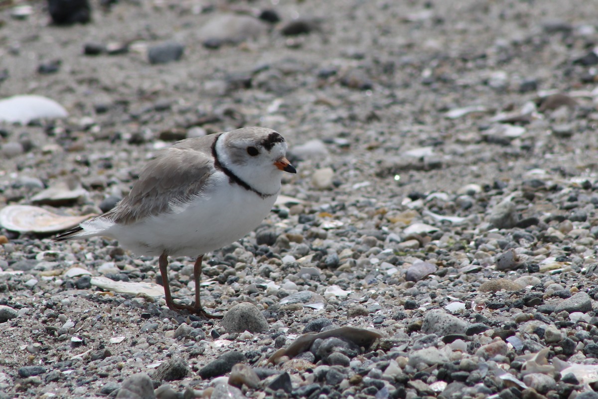 Piping Plover - ML618056282