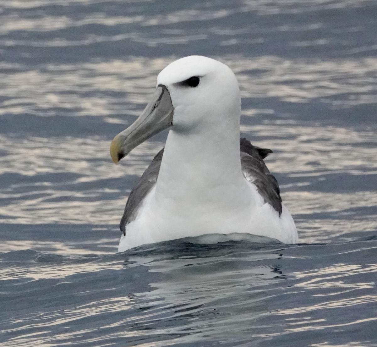 Tasmanalbatros (steadi) - ML618056286