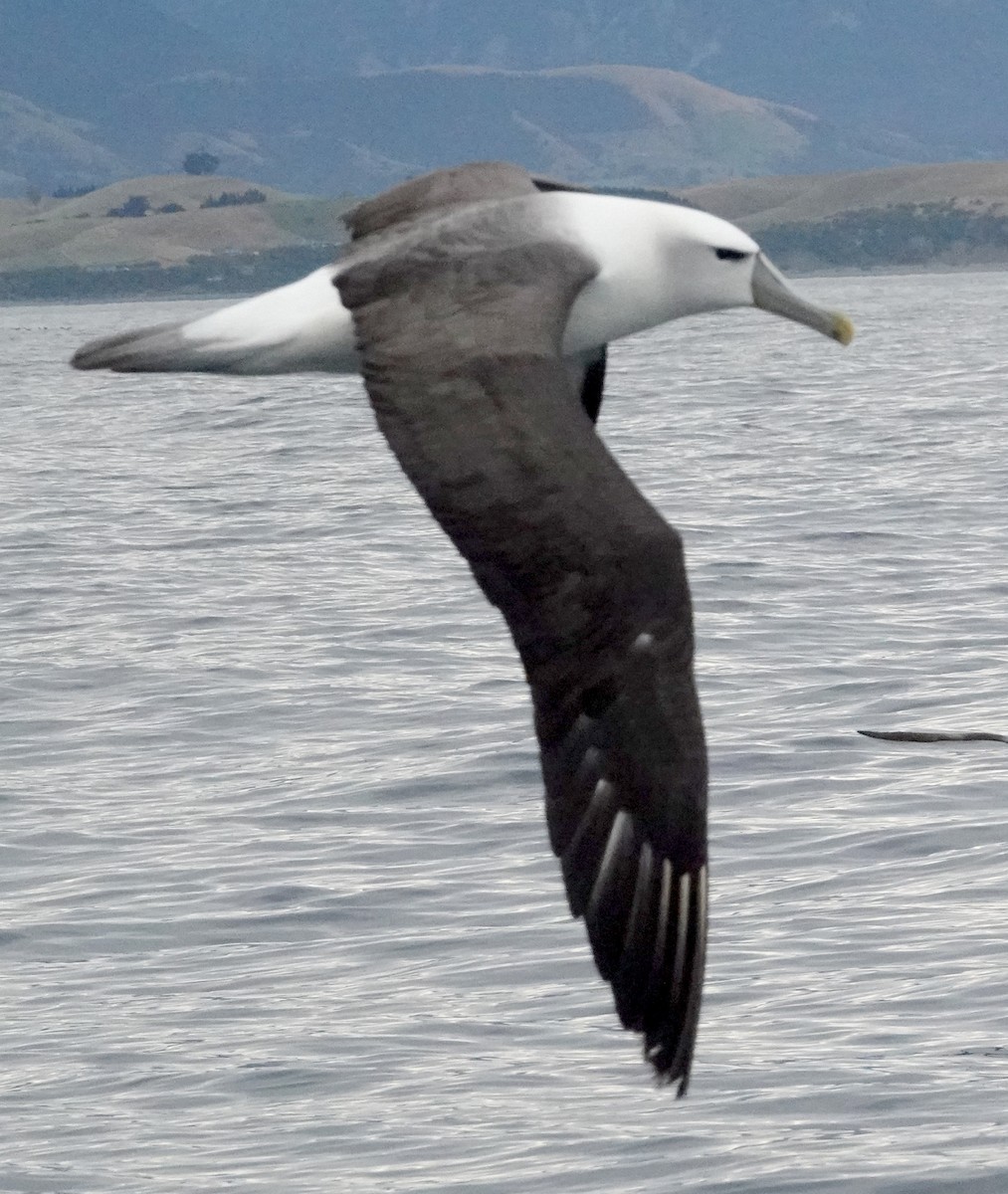 Albatros à cape blanche (steadi) - ML618056287