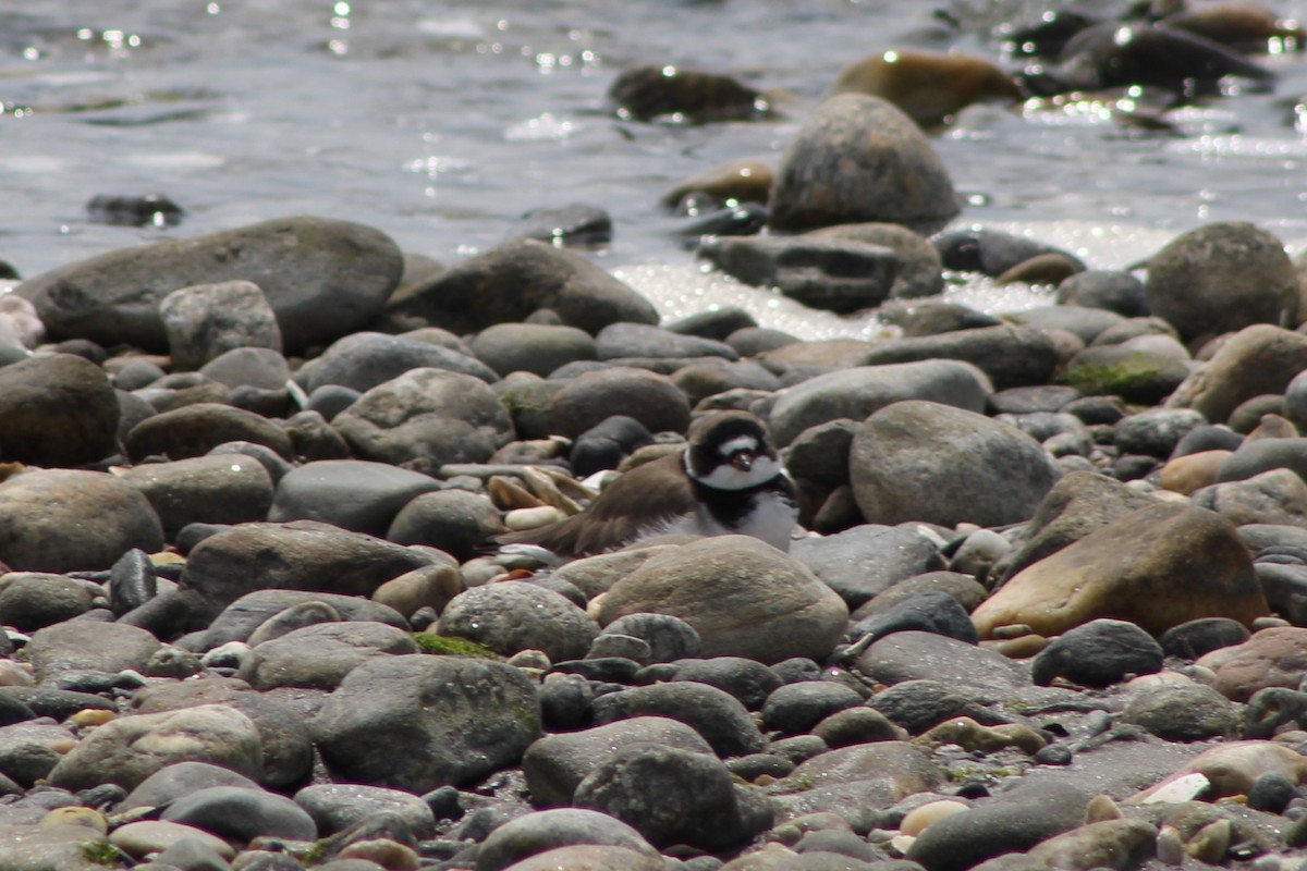 Semipalmated Plover - ML618056315