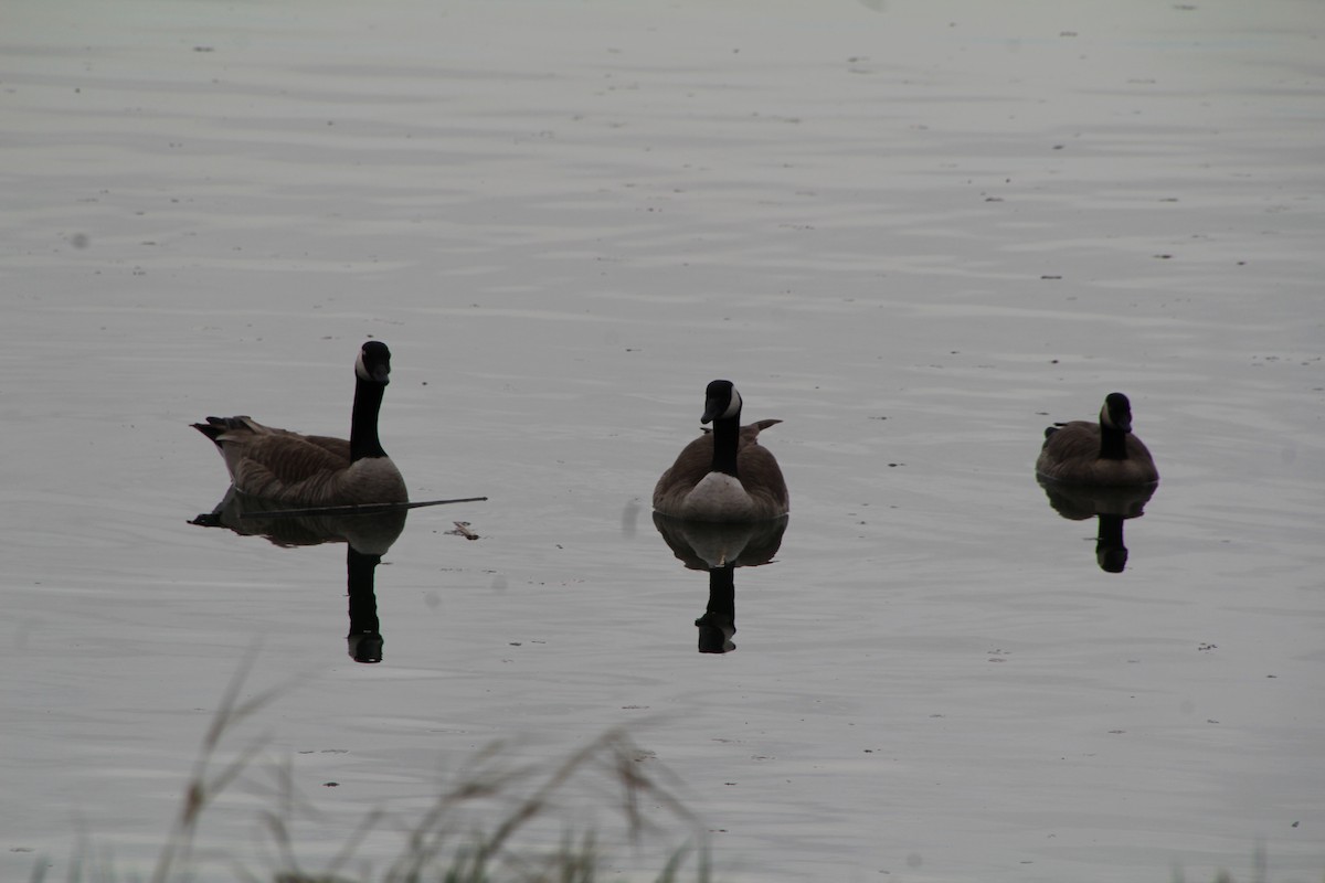 Canada Goose - ML618056317