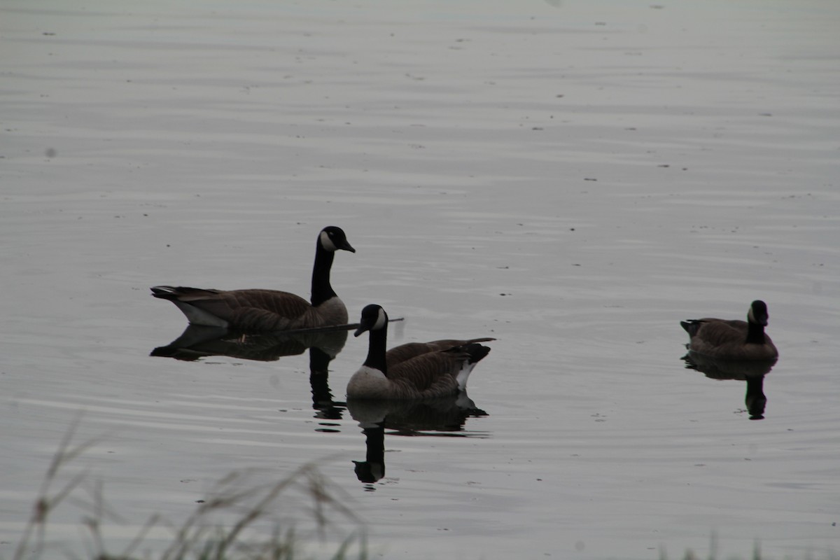 Canada Goose - ML618056318