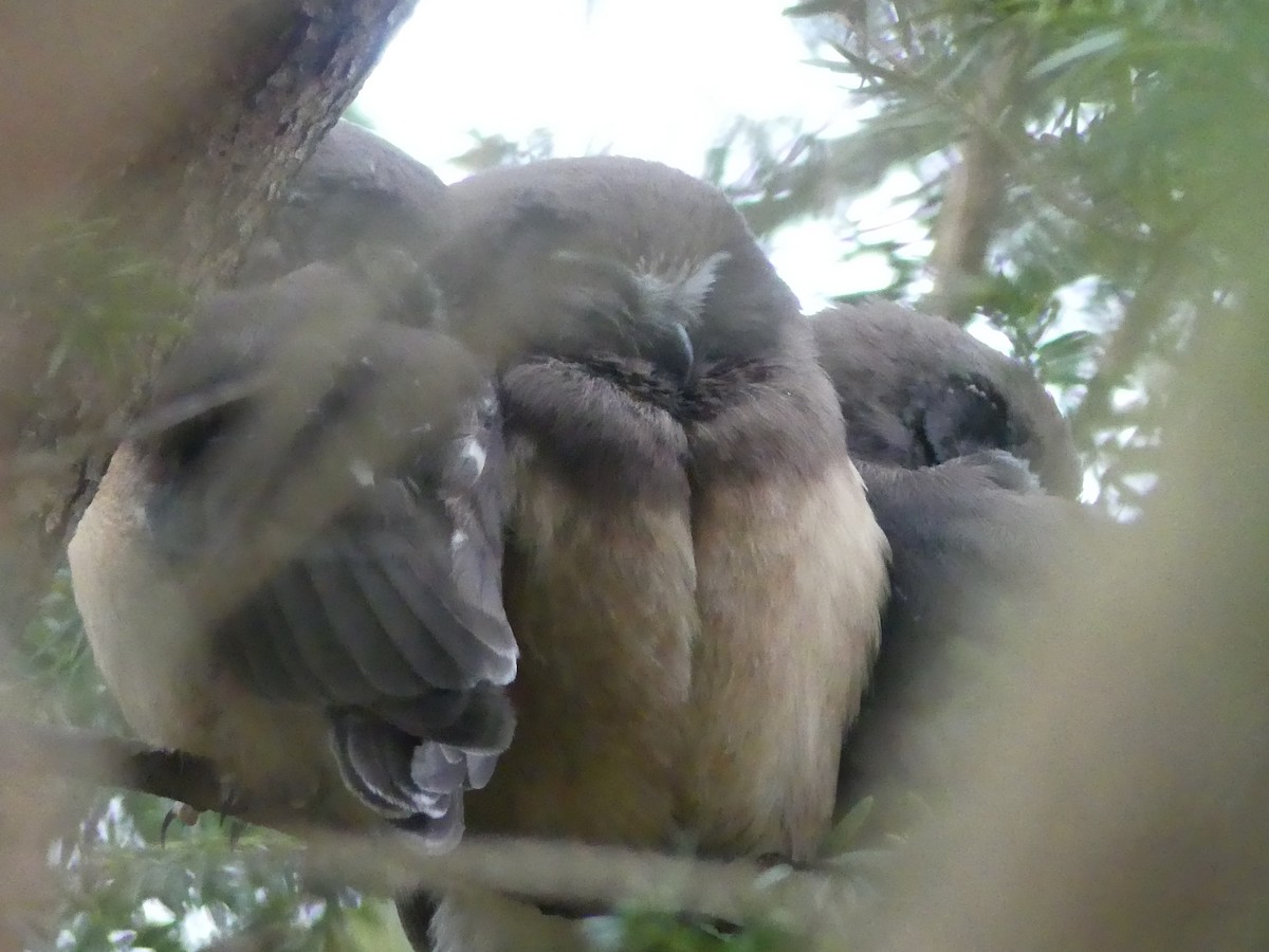 Northern Saw-whet Owl - ML618056349