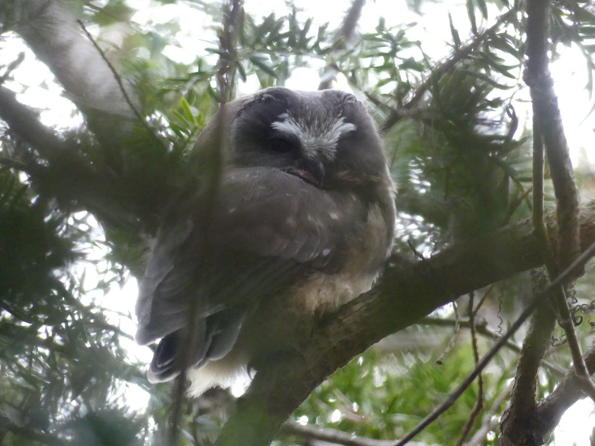 Northern Saw-whet Owl - ML618056350