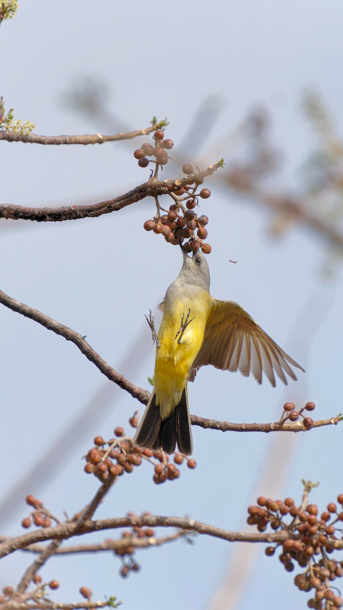 Western Kingbird - Pepe Castiblanco