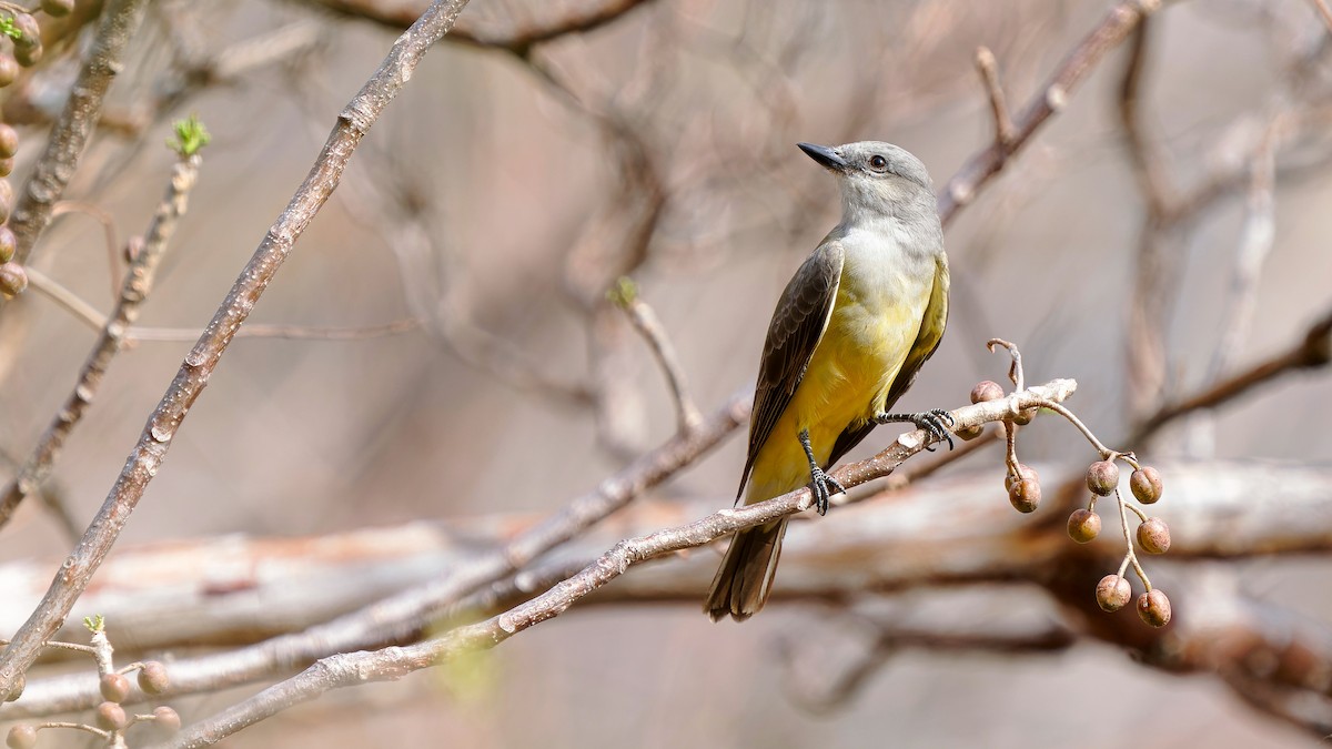 Western Kingbird - ML618056382