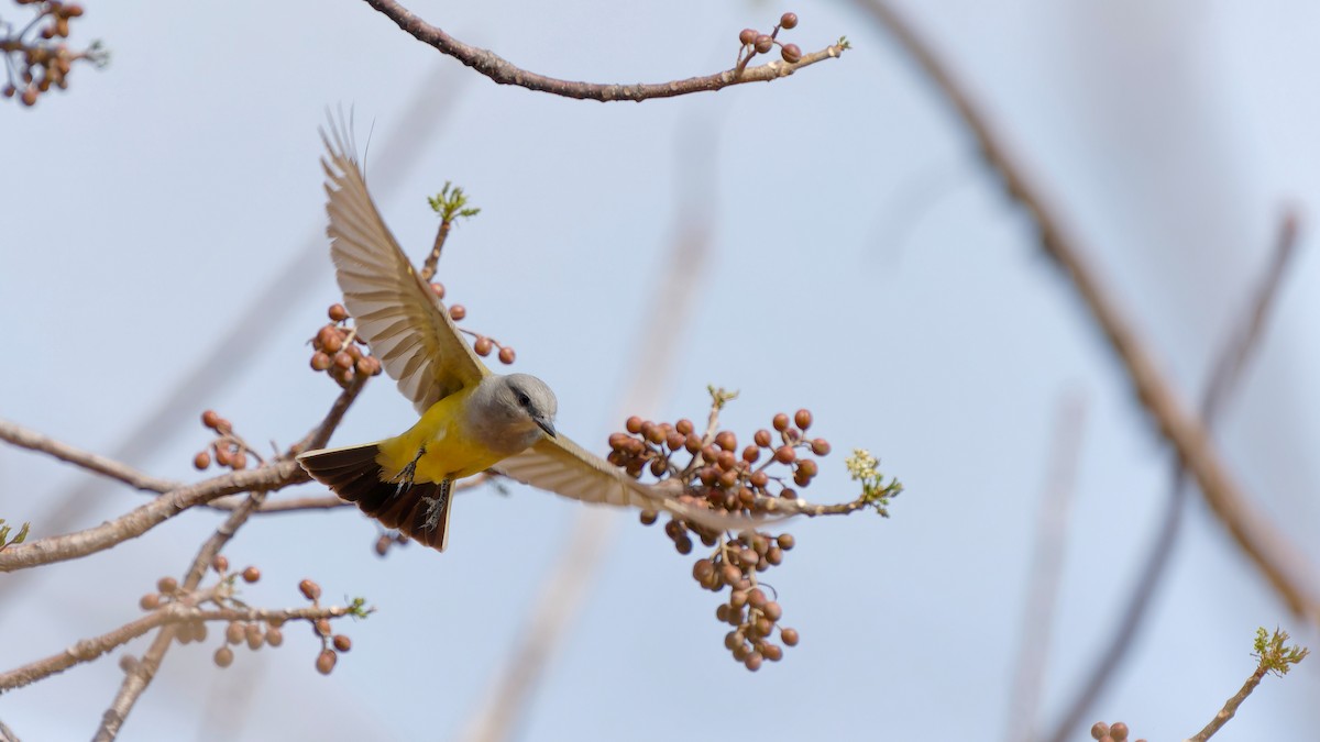 Western Kingbird - ML618056383