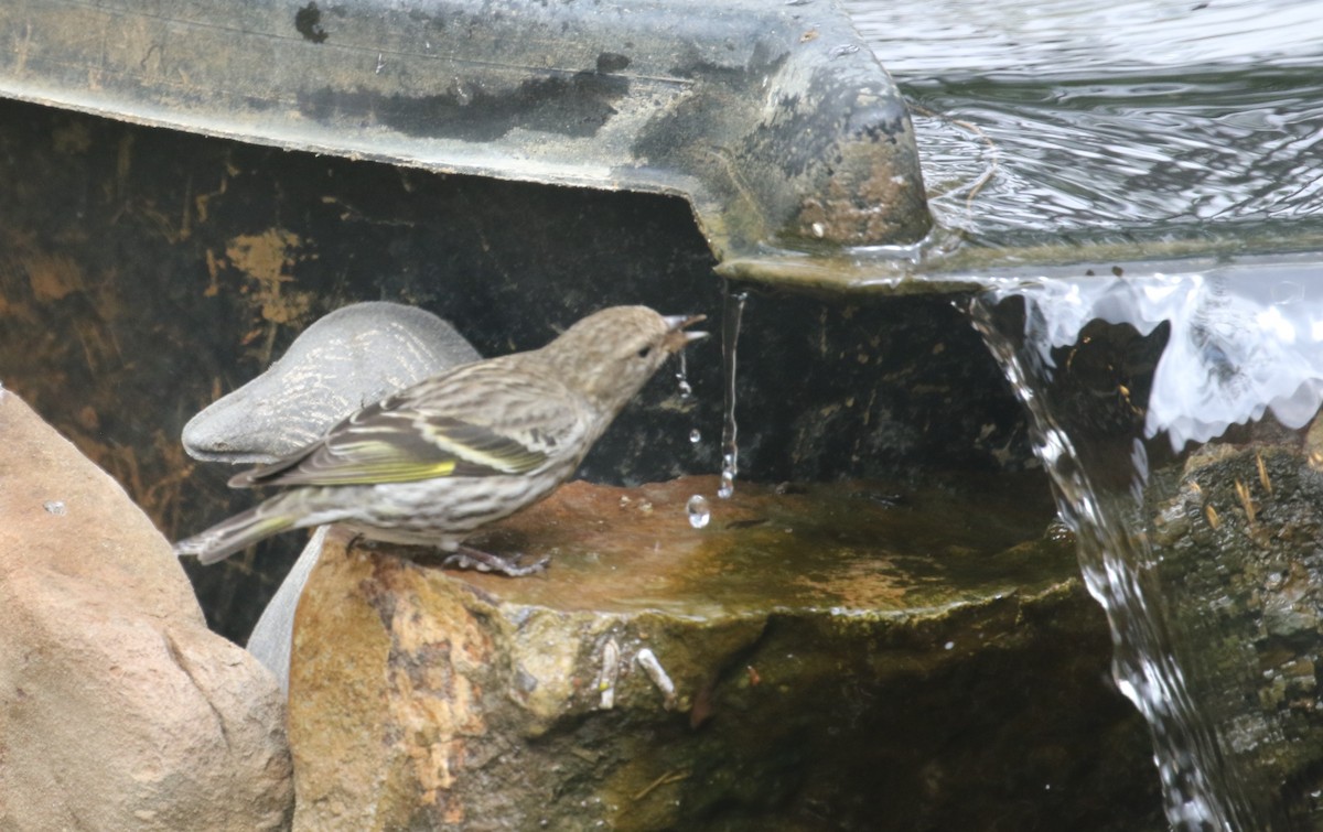 Pine Siskin - Jane Stulp