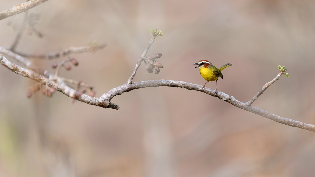 Chestnut-capped Warbler - Pepe Castiblanco