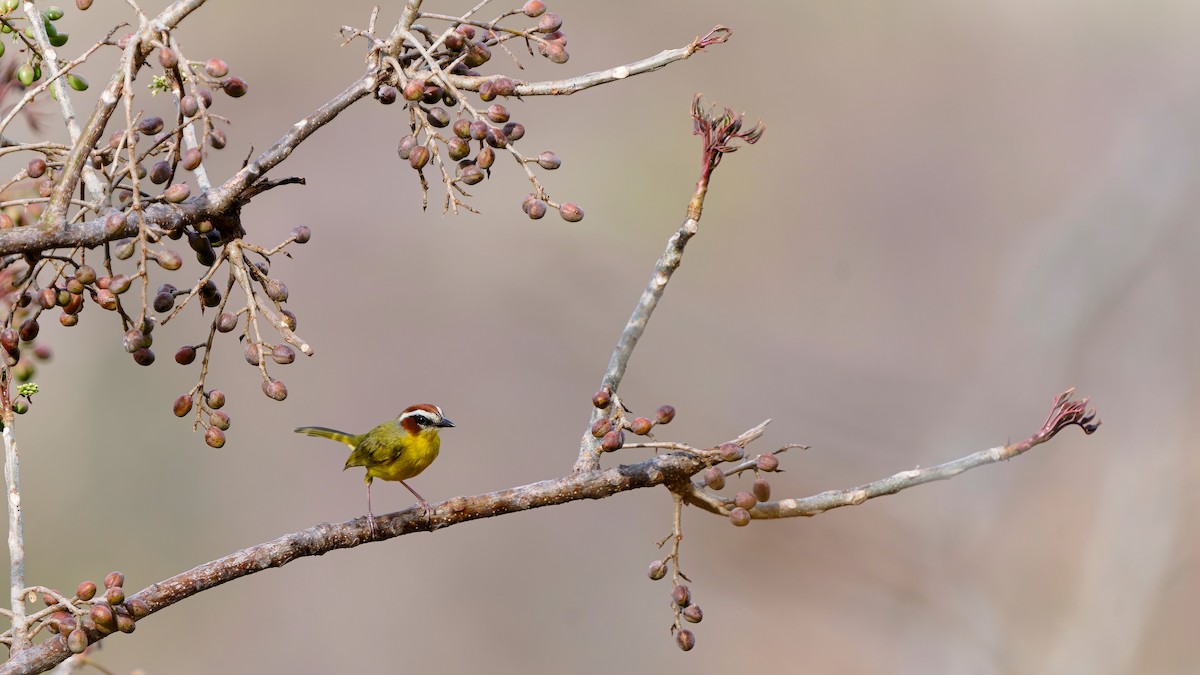 Chestnut-capped Warbler - Pepe Castiblanco