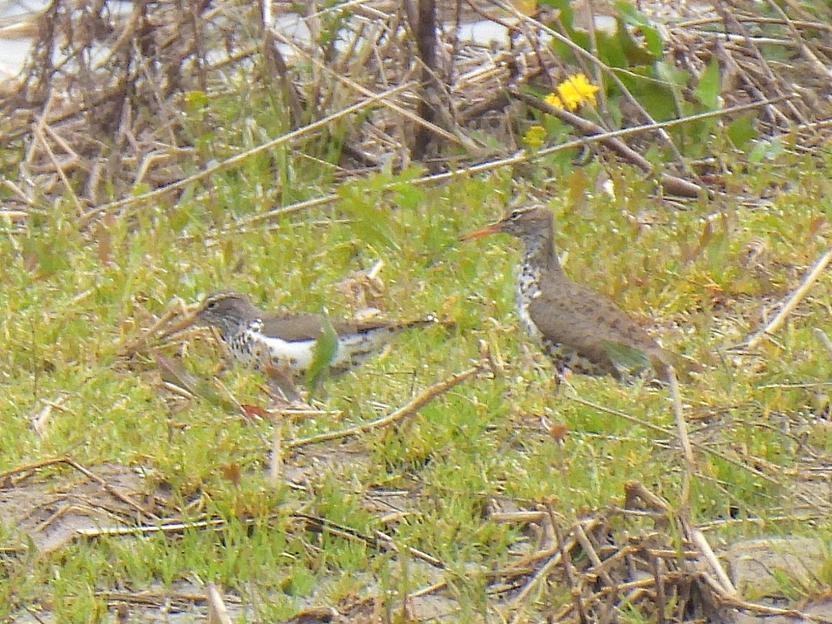 Spotted Sandpiper - ML618056461