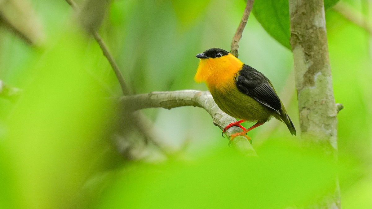 Manakin à col d'or - ML618056527