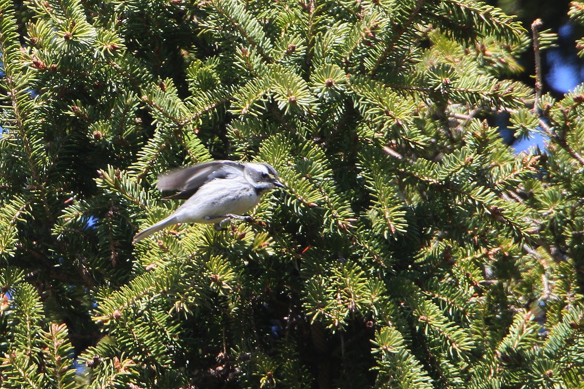 Black-throated Gray Warbler - Gerard Proulx