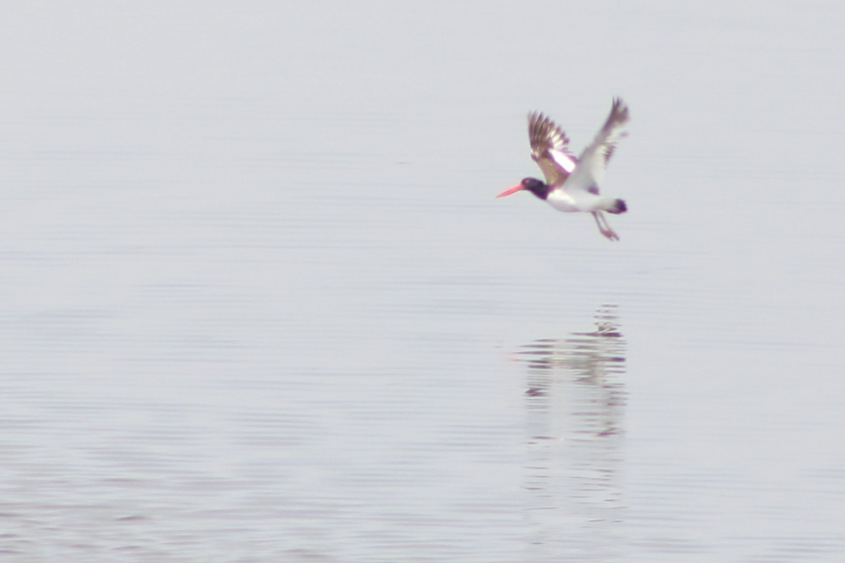 American Oystercatcher - ML618056540