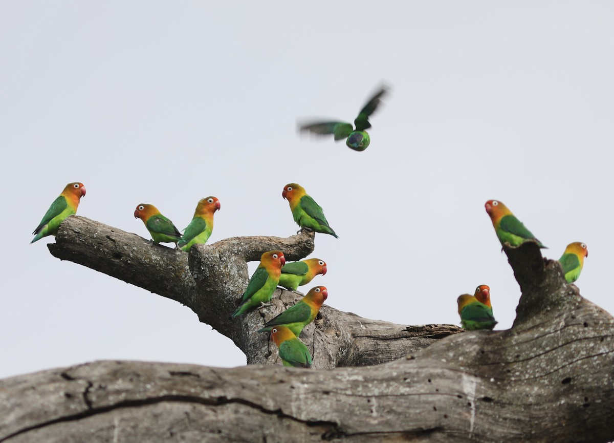 Fischer's Lovebird - ML618056566