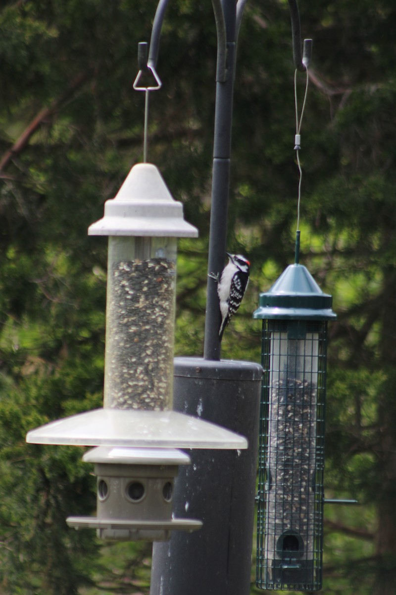 Downy Woodpecker - Ian Wojcik