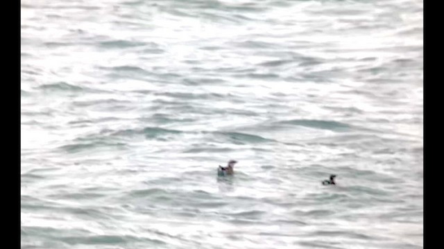 Marbled Murrelet - ML618056600