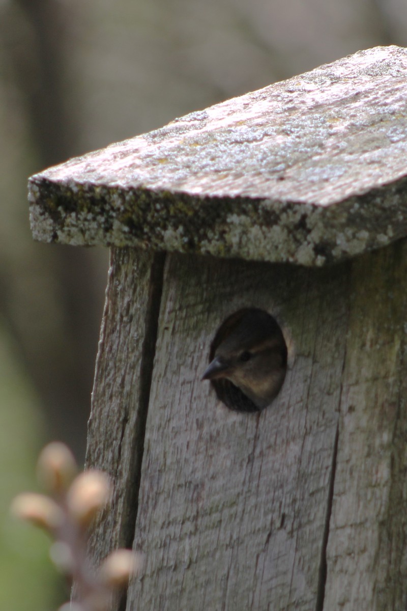 Moineau domestique - ML618056614