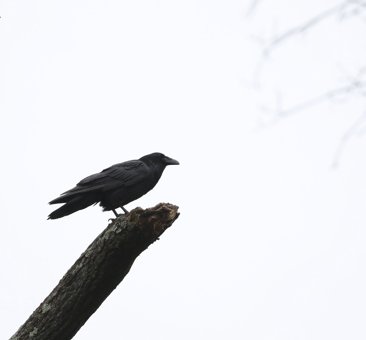 Common Raven - ML618056615