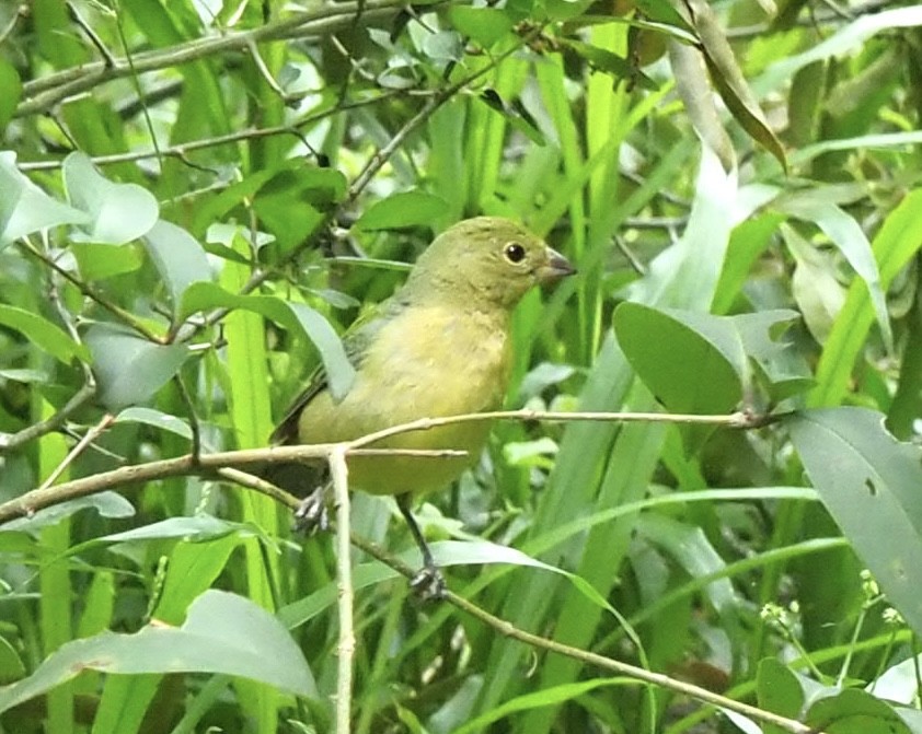 Painted Bunting - Donald Verser