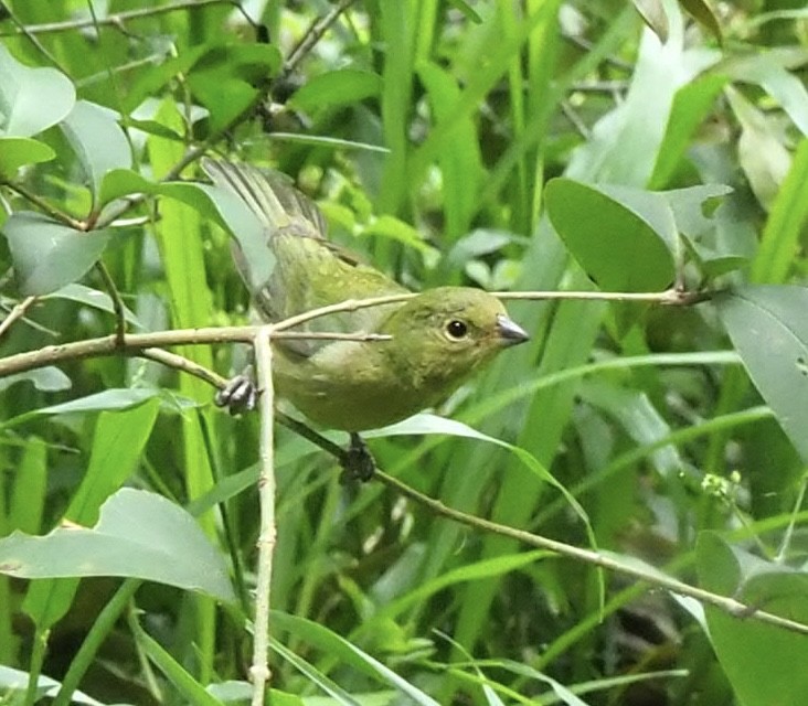 Painted Bunting - ML618056622