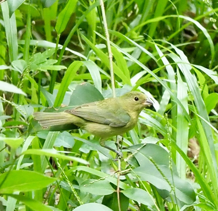 Painted Bunting - ML618056623