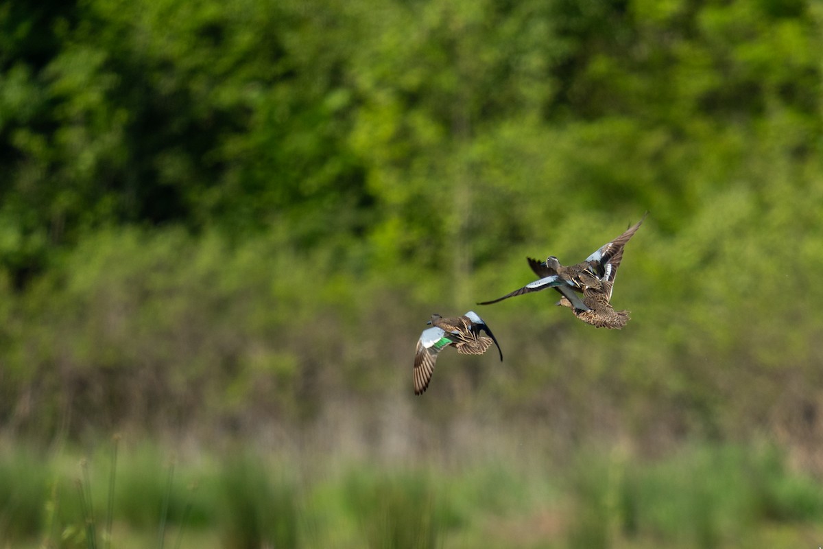 Blue-winged Teal - ML618056660