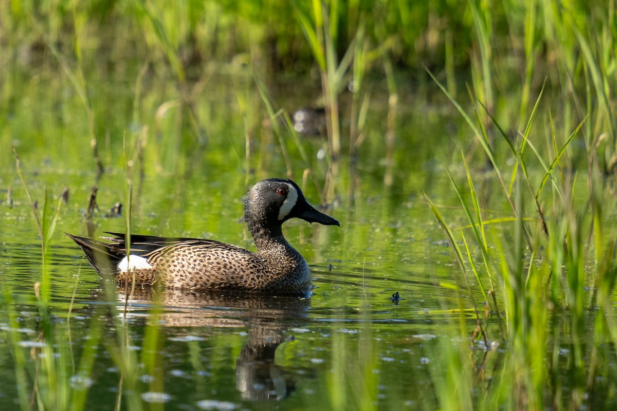 Blue-winged Teal - ML618056663