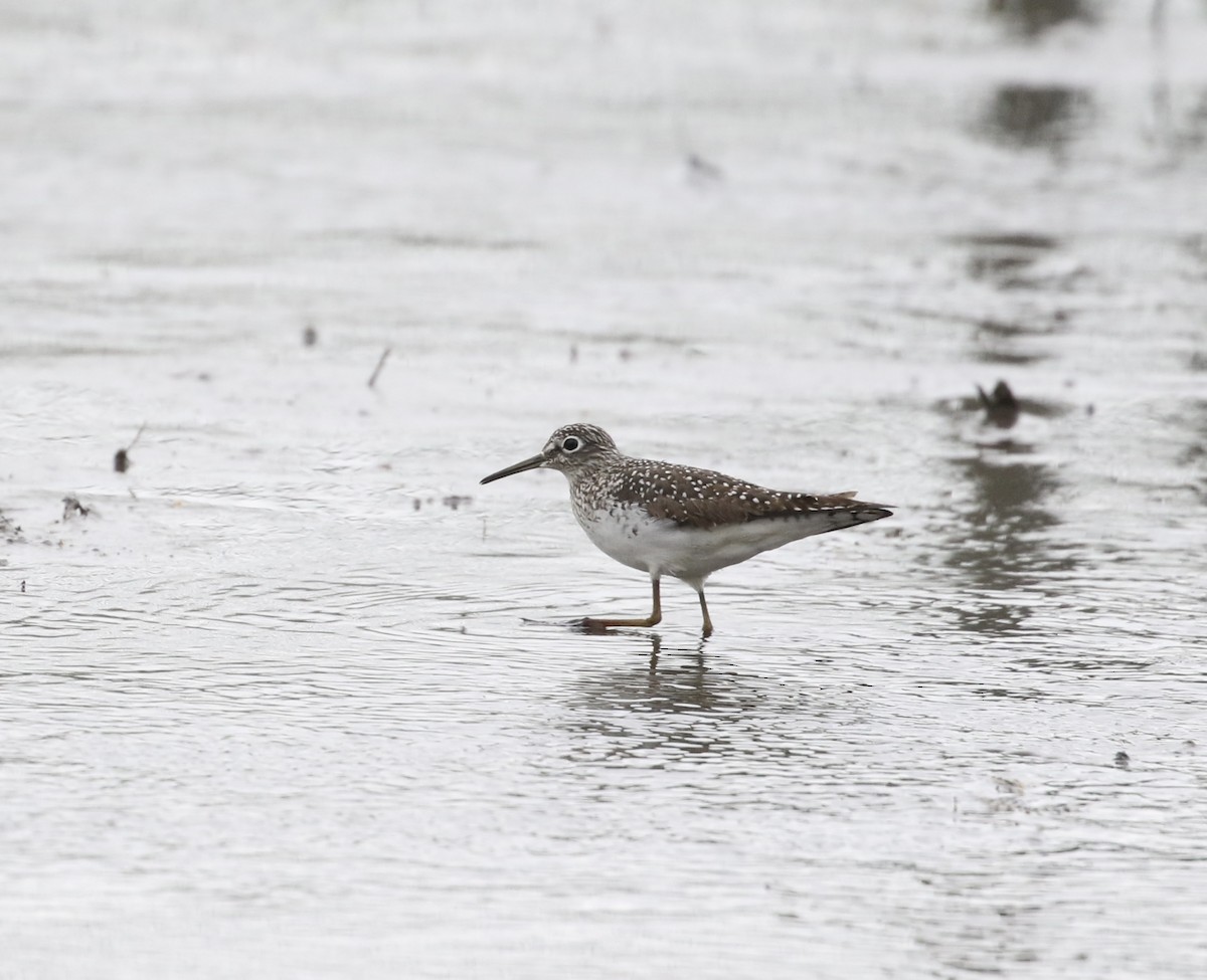 Solitary Sandpiper - ML618056667