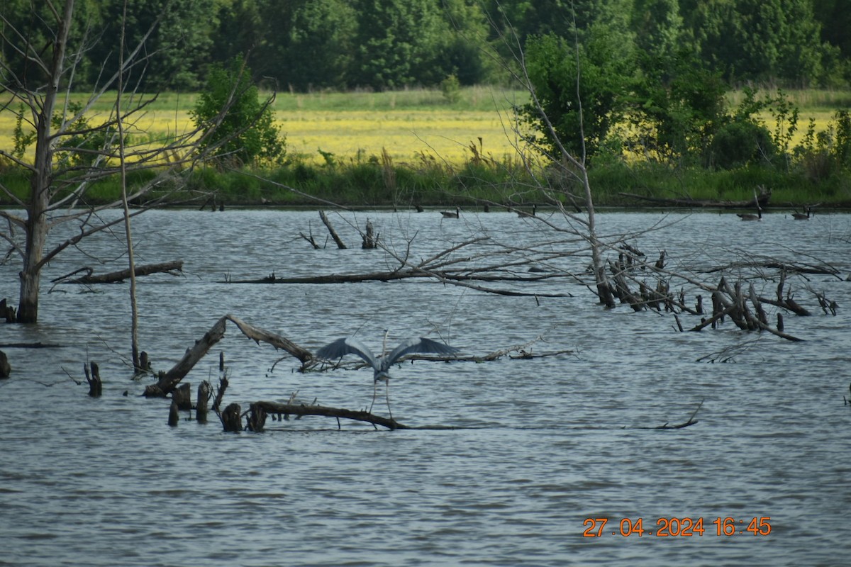 Great Blue Heron (Great Blue) - ML618056675