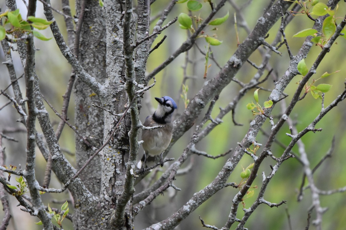 Blue Jay - Shane Guenin