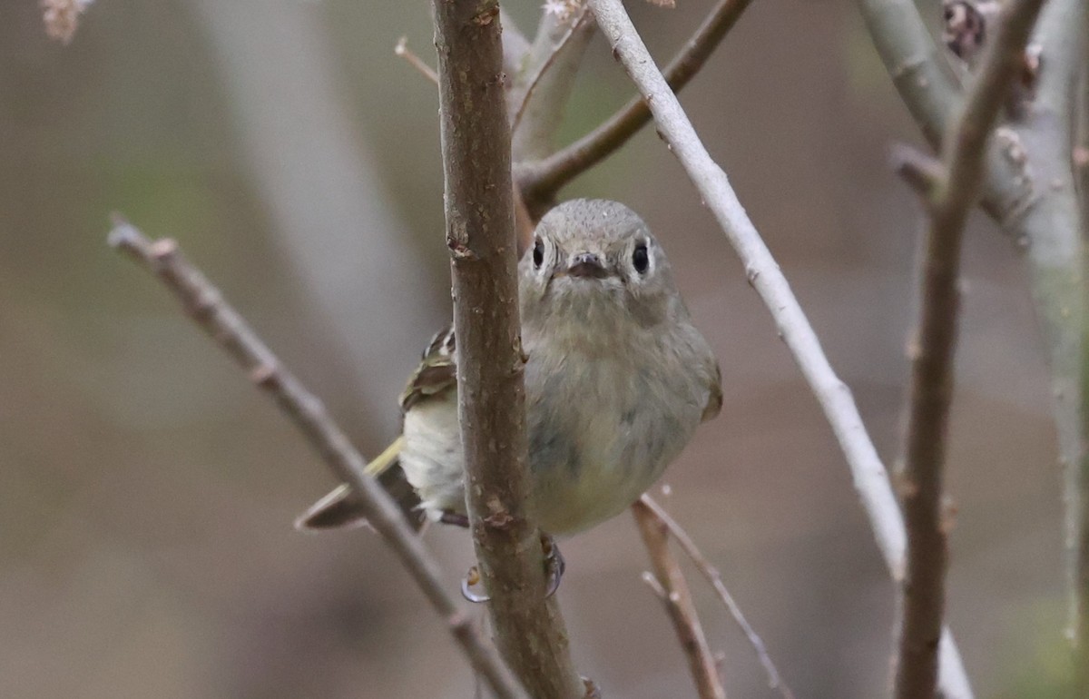 Ruby-crowned Kinglet - David Nicosia