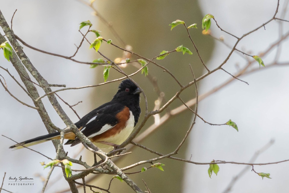 Eastern Towhee - ML618056698