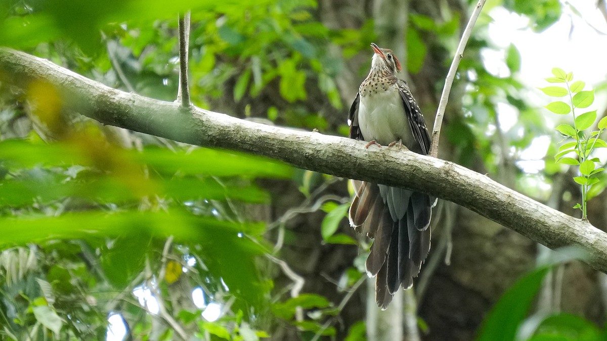 Pheasant Cuckoo - ML618056701