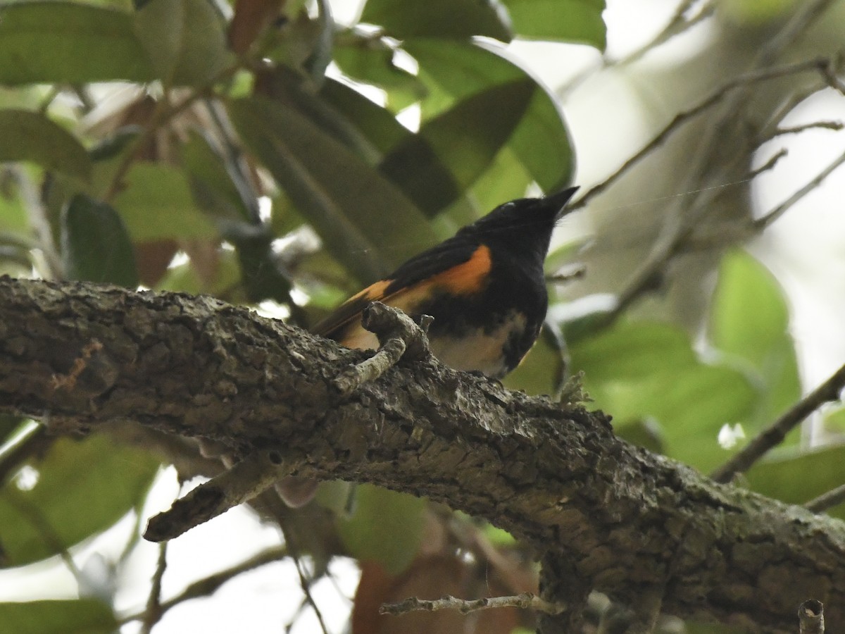 American Redstart - Kent Kleman