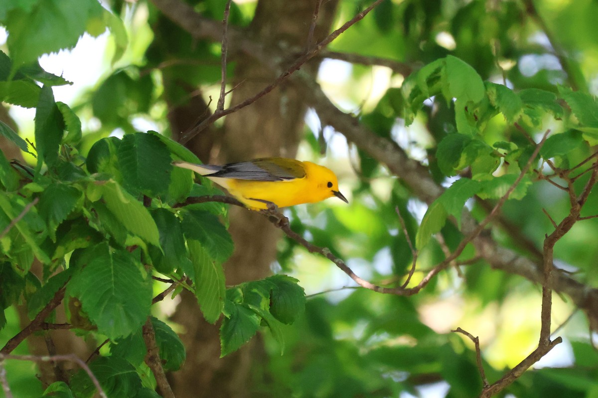 Prothonotary Warbler - ML618056741