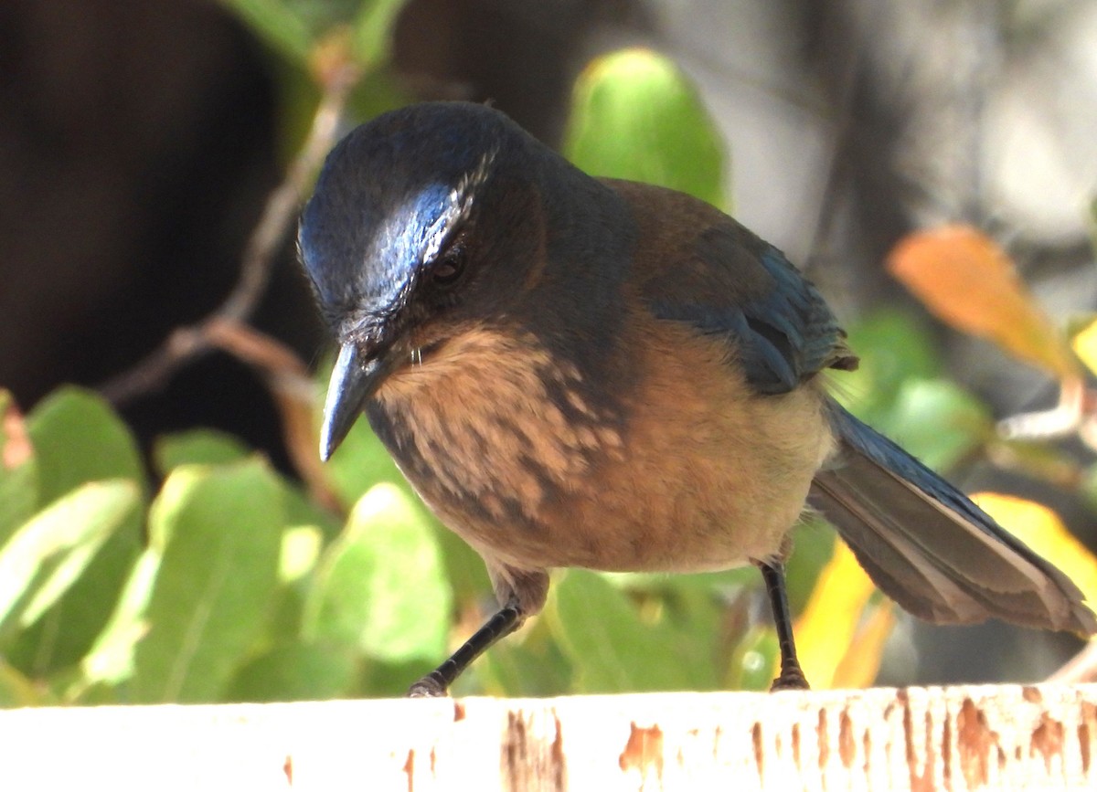 Woodhouse's Scrub-Jay - ML618056752