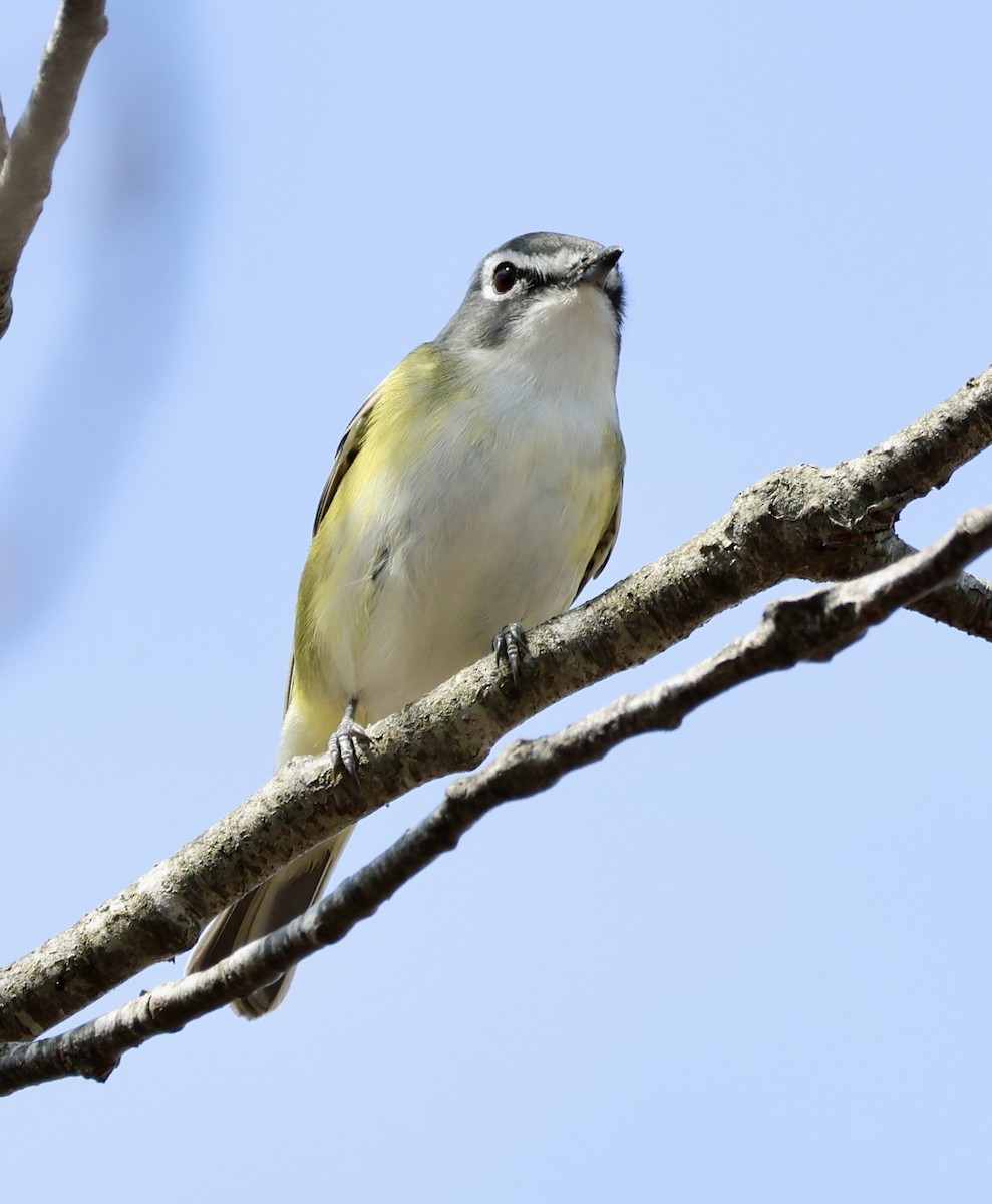 Blue-headed Vireo - Margo Goetschkes