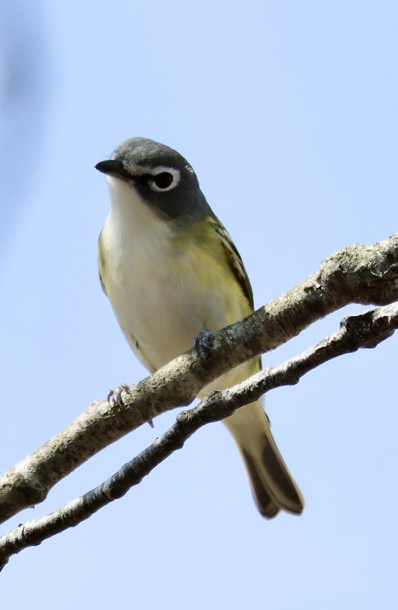 Blue-headed Vireo - Margo Goetschkes