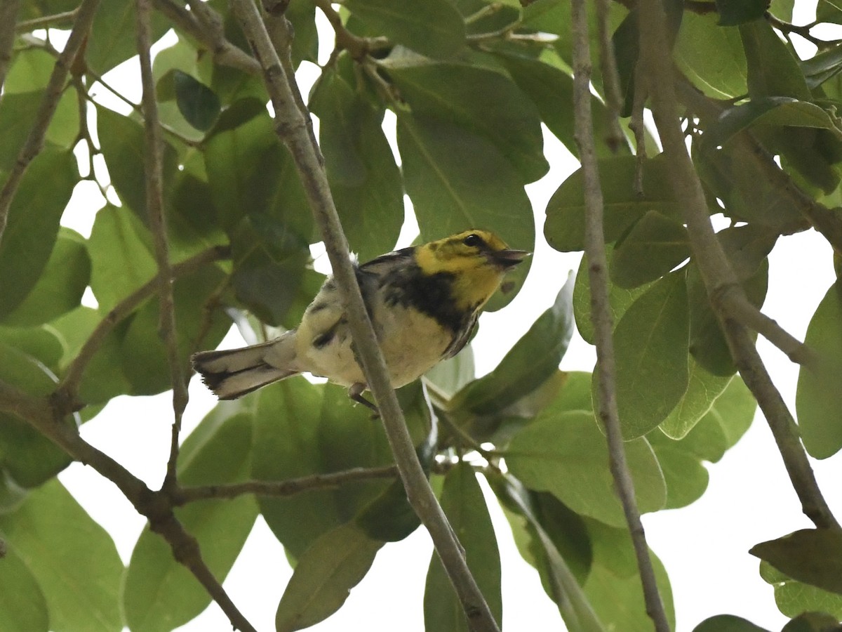 Black-throated Green Warbler - Kent Kleman