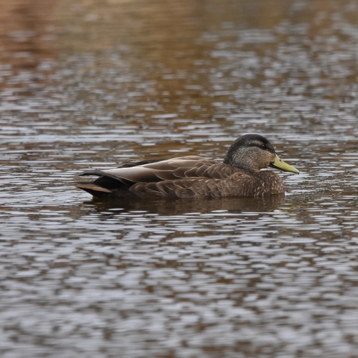 American Black Duck - ML618056810